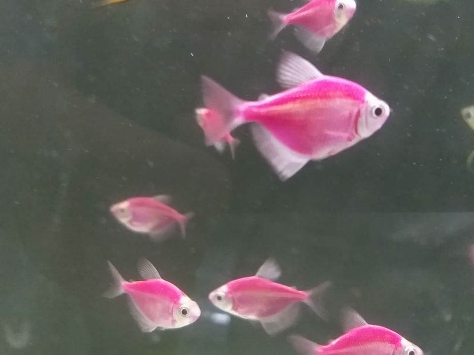 Рыбки акквариумные