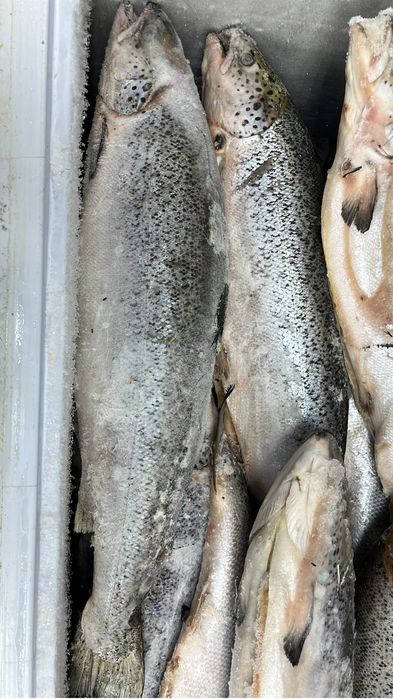 Продам семгу целую