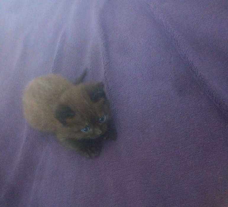 Скотиш страйт продою котят