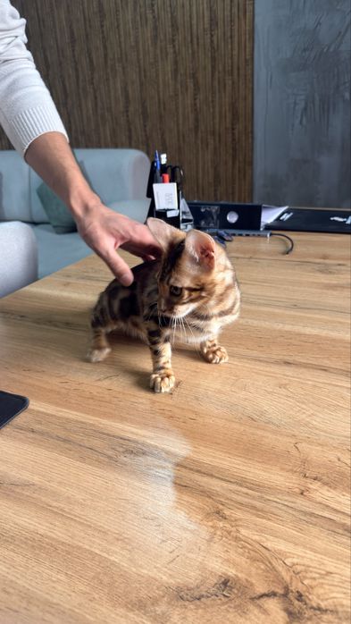 Бингальский кот 4 месяца
