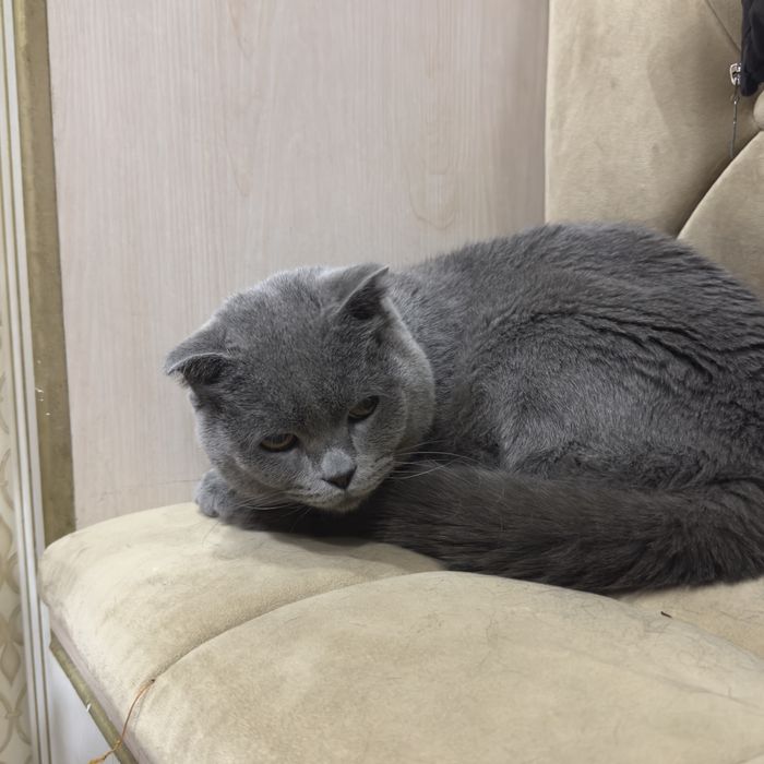 scottish fold sotiladi