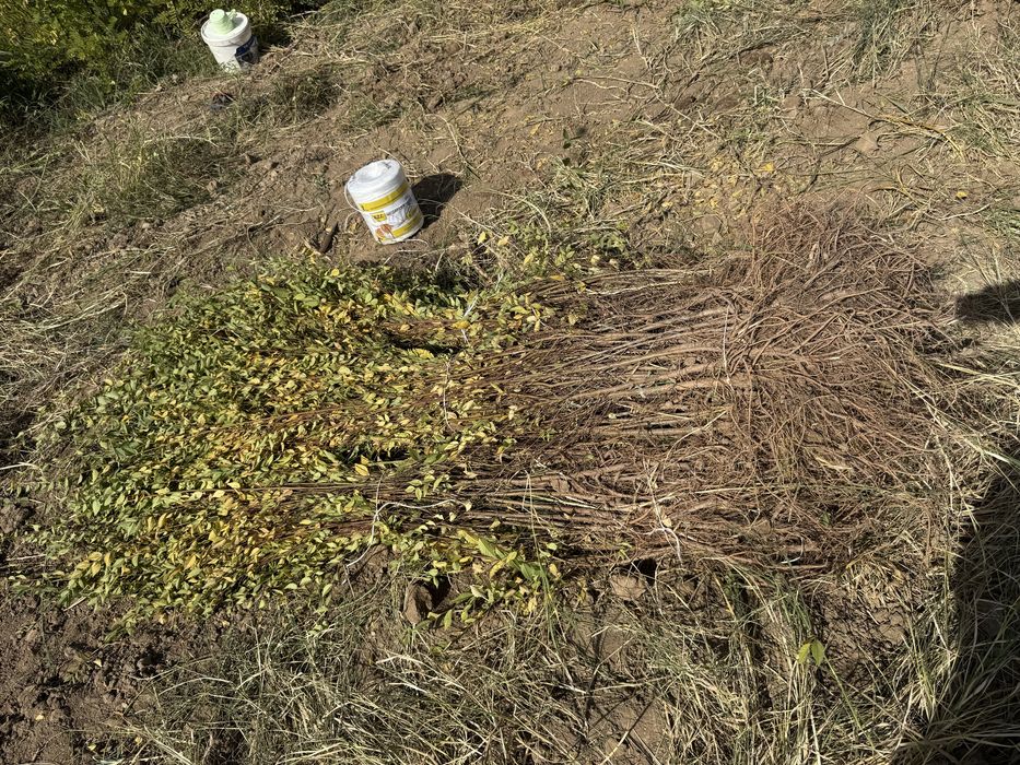 Вяз (карагач) оптом