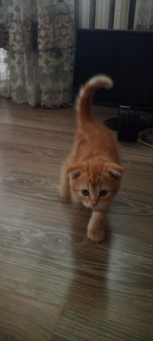 Котята Шкоти Фолл