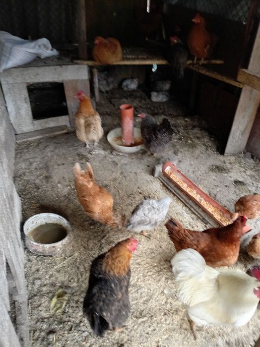 Pui de vânzare de casa