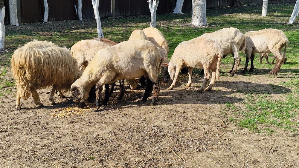 Berbeci si oi cu miei de vânzare