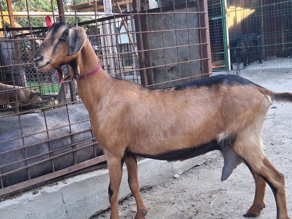 Disponibila capra de 3 ani anglonubiana ciuta genetic !