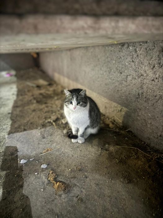 Пристраивается кот