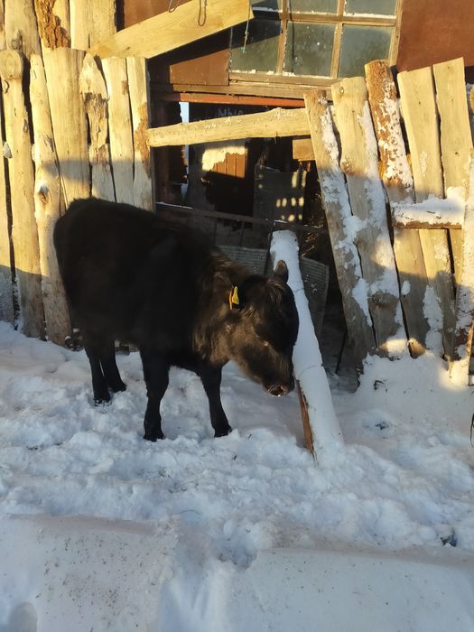 Продам тёлочку подсосную