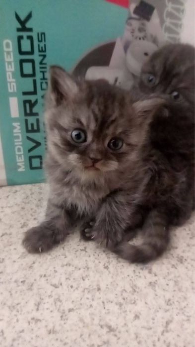 Schottish fold 1 oylik mushuklar sotiladi