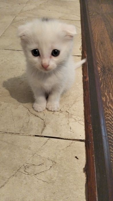 Котята вислоухие британцы