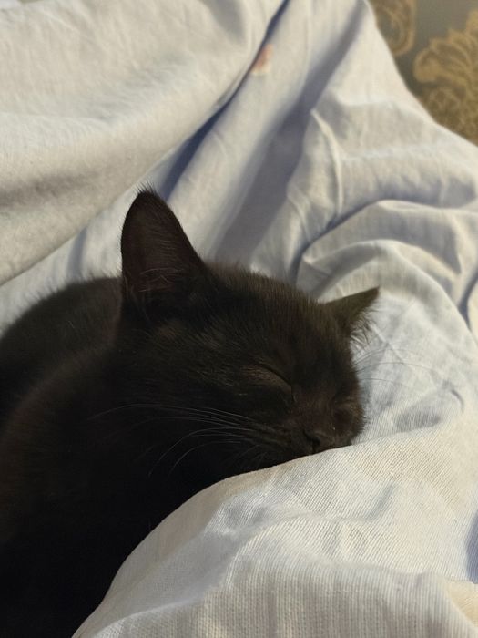 Котенок черного цвета  Мальчик
