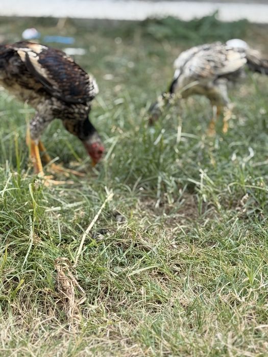 Dakan jo’ja xo’roz bilan tovuq srochna sotiladi