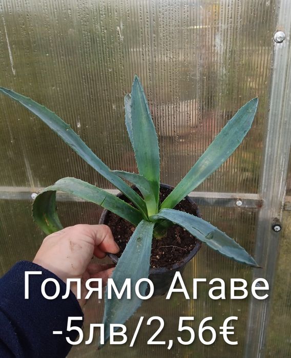 Аранжировки цветя за двора и стайни . Цени на снимките