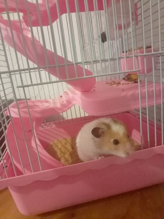 Продам хомяка с клеткой