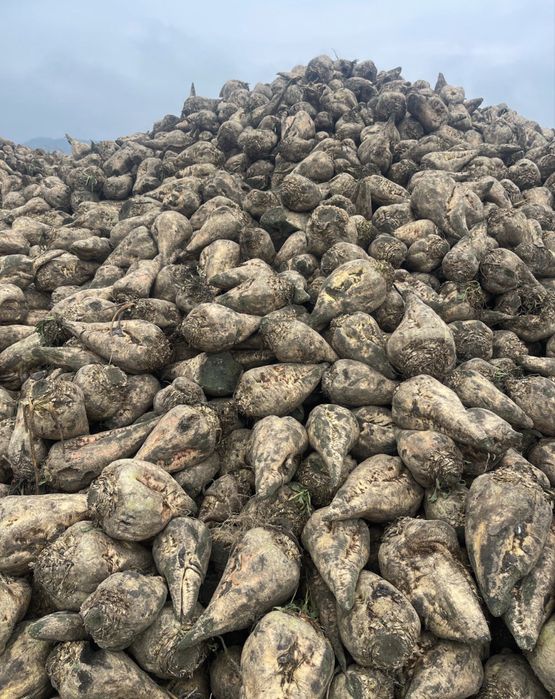 Sfecla pentru animale