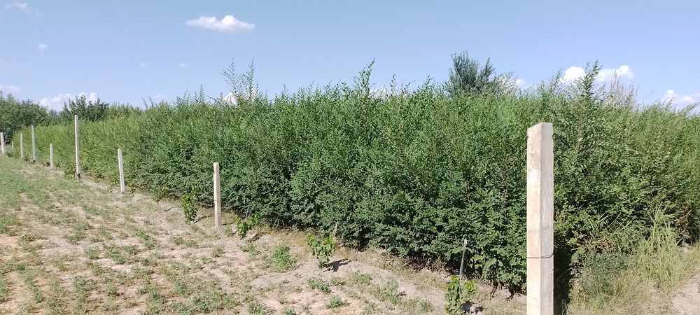 Гужум нихоли. 2 йиллик.