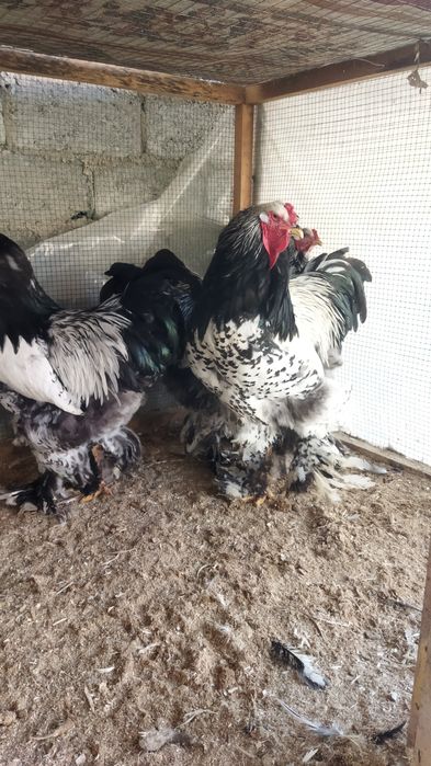 Брама хурозлар сотилади