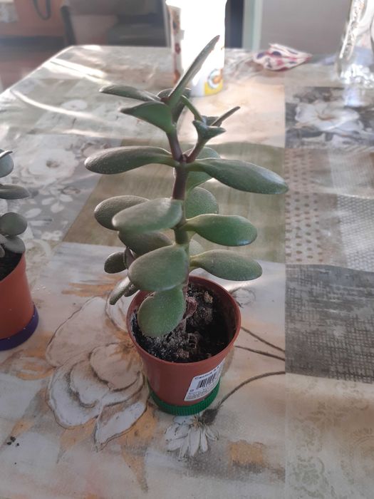 Продавам цветя Дърво на живота