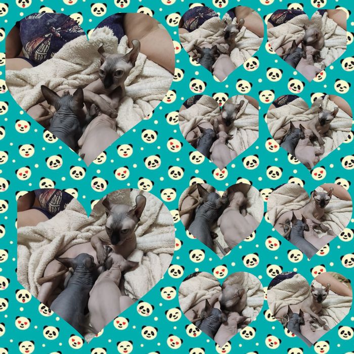 Продаются канадские сфинксы