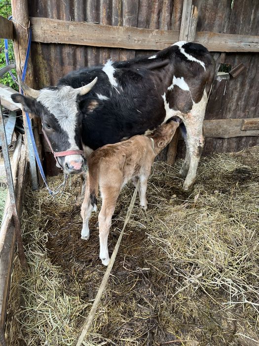 Продам корову с теленком