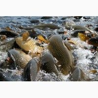 Рыба оптывый цена