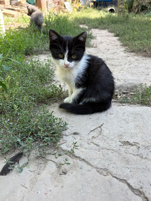 Котята домашние чистые