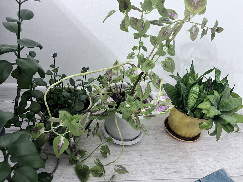 Продам комнатные цветы