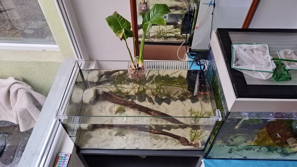 Acvariu cu pesti 54L plante scoici pesti cioata substrat led capac