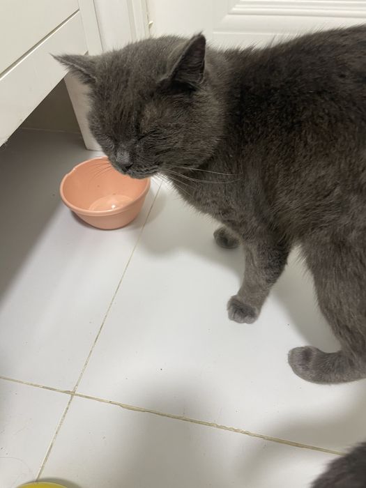 Найден кот/отдам кота даром