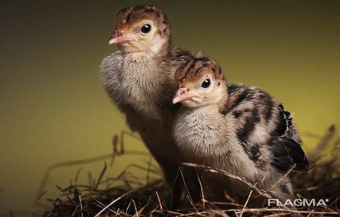 Индюк  . Индюшата . Күркетауық  .