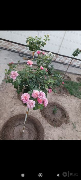 Xar xil turdagi manzarali daraxt ko'chatlari bor