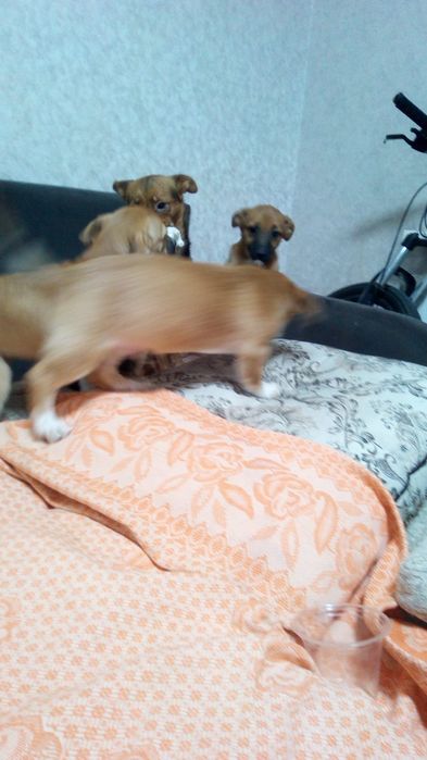 Щенки домашние 3месяца