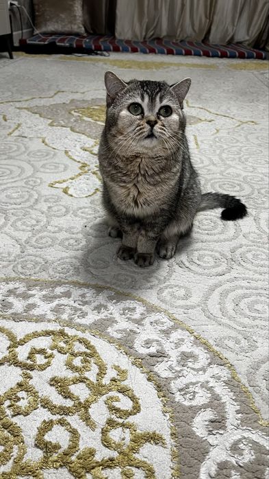 Кот британский вислоухий