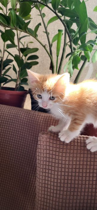 Домашний котёнок девочка (қыз бала мысык)