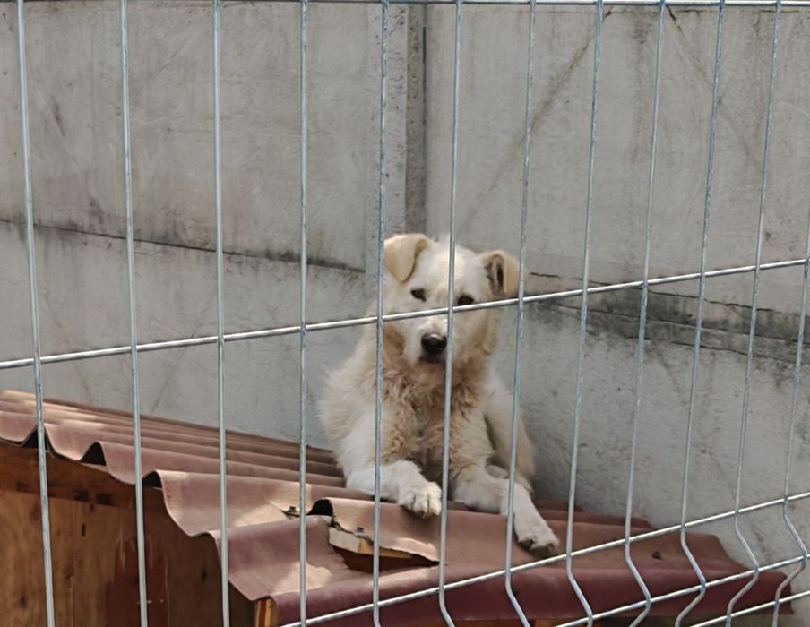 Donez metiș labrador