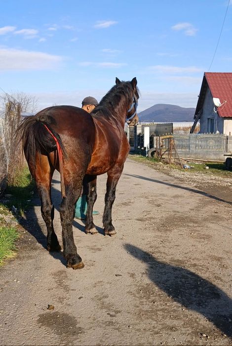 Vând  harmasar de 5 ani bun de ham