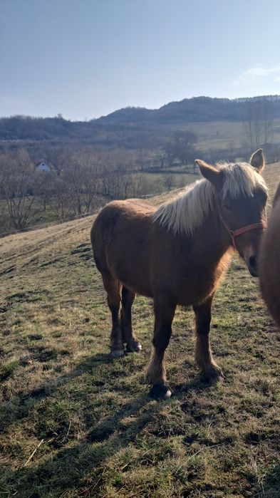 Vând mânză ciocolatie..
