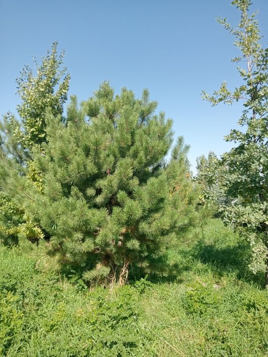 Сосны  обычные и крымские