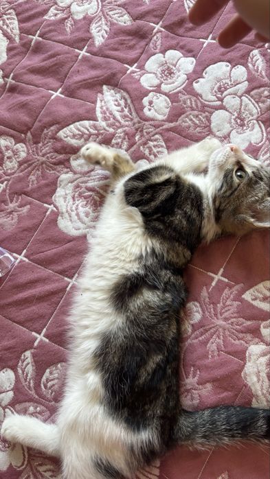 Котенок3месяцев мальчик