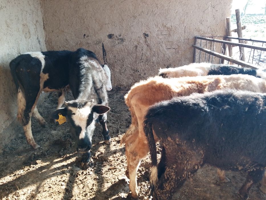 Бузаулар сатылады