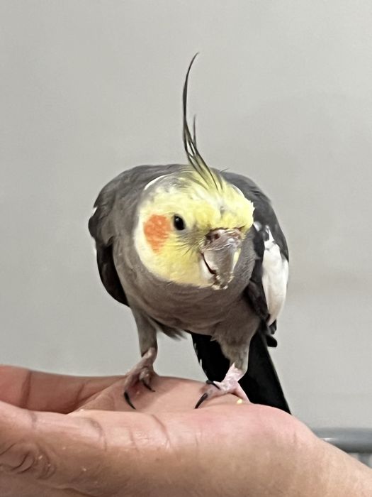 Корелла продается