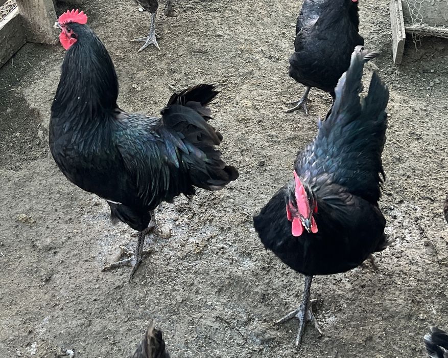 Cocoși australorp