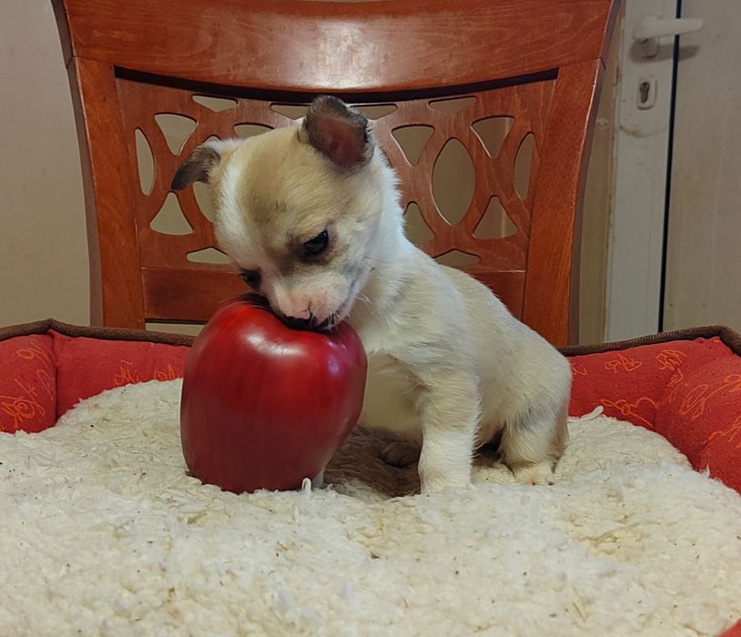 Чихуахуа мини  чихуа