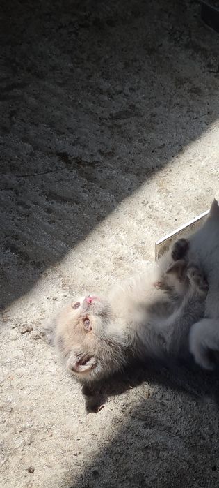 Персидский Котик