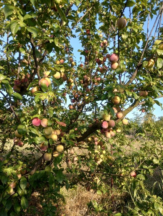 Vând prune din livadă proprie