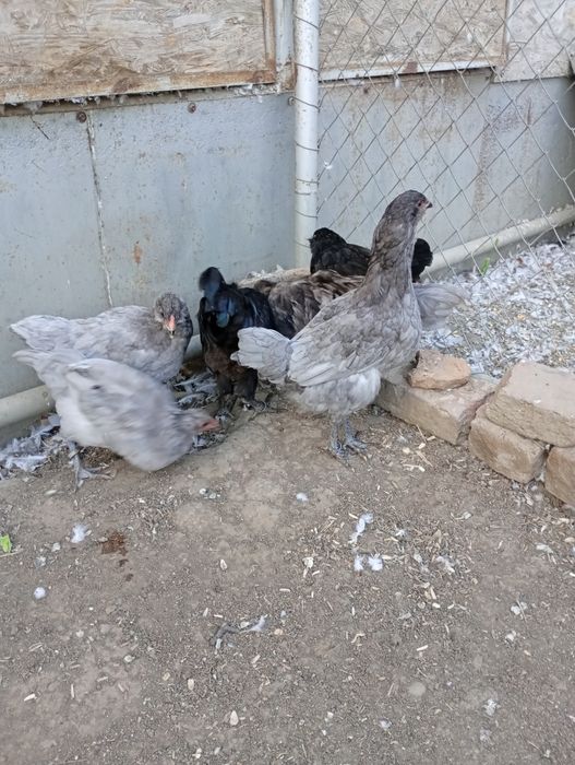 Ameraucana tineret