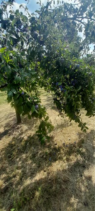 Prune anaspet si negre cateva tone