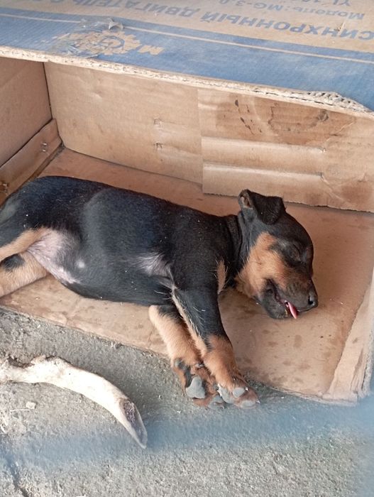 Ягтерьер породистая собака