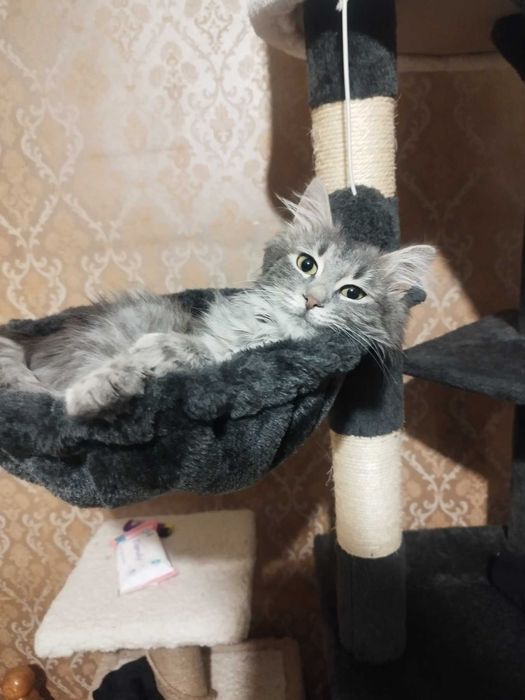 Принцеса търси дом