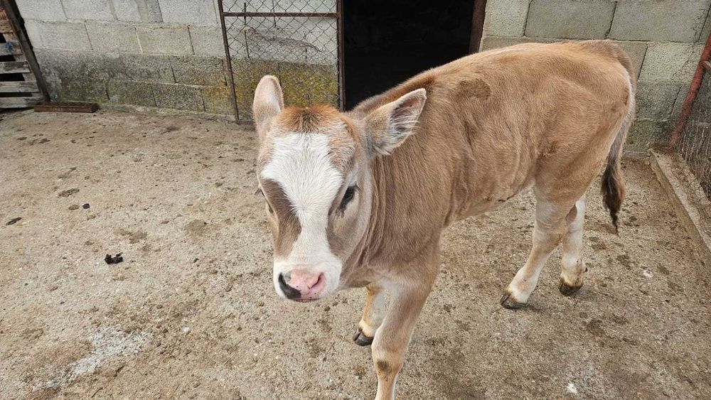 Vand vițică 2 luni